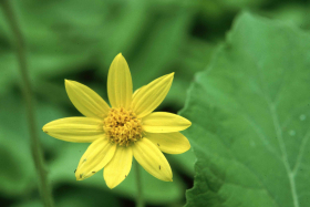 Heart-leafed Arnica (Arnica cordifolia)